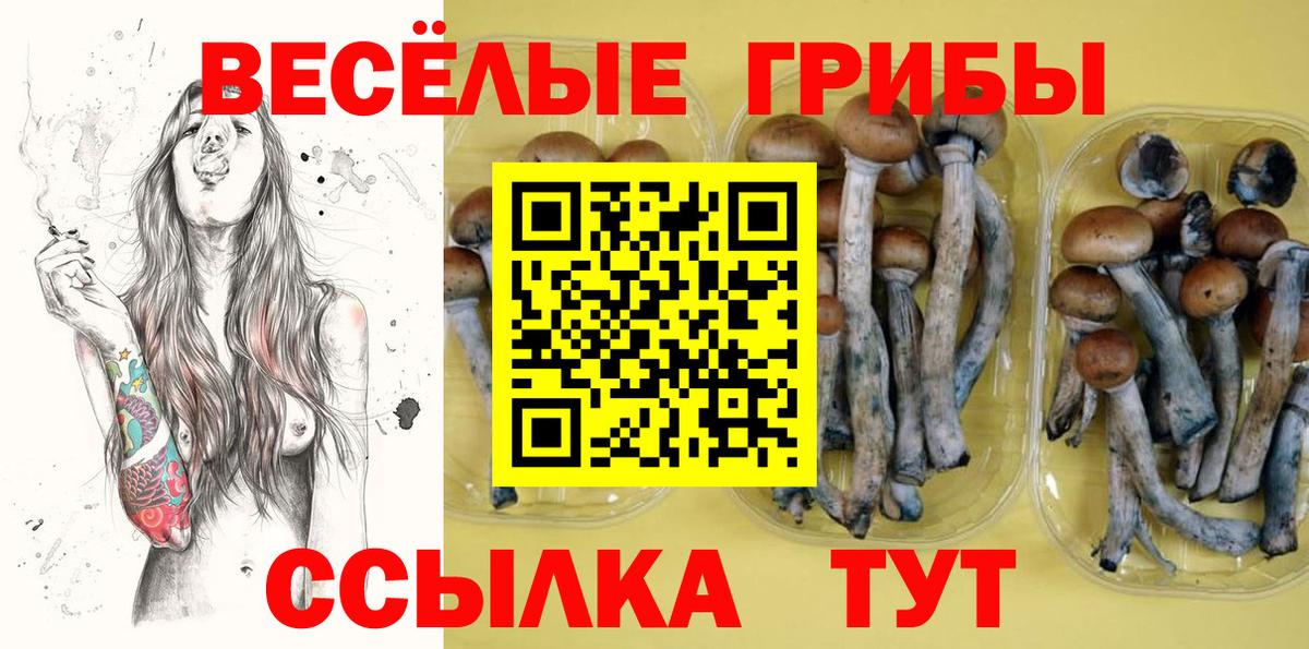Галлюциногенные грибы Psilocybine cubensis Елабуга